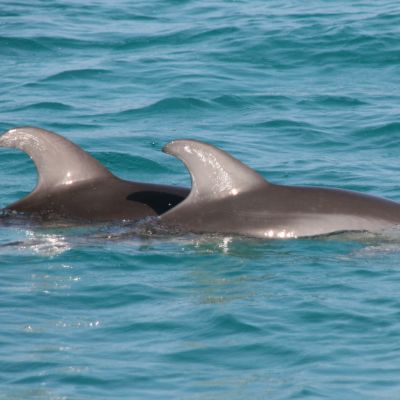SÉMINAIRE  EN CORSE